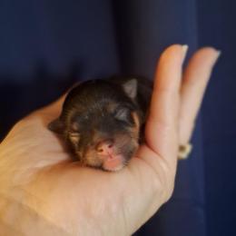 Wisdom - Black and tan female Pomeranian puppy in Oologah, Oklahoma from GG's Pomeranians
