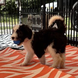 Sami - Black and white female Sheepadoodle puppy in Joelton, Tennessee from PC Pampered Parti's
