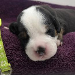 Neon Green - Black, white and red male Greater Swiss Mountain Dog puppy in Oregon City, Oregon from Runamuck's Greater Swiss Mountain Dogs