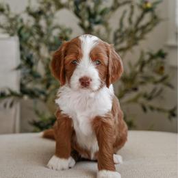 Tulip - Red  female Goldendoodle puppy in Salem, Virginia from Aloha Doodles & Poodles