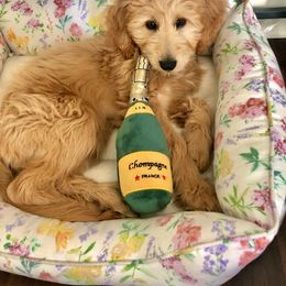 Double Doodle Puppies from Magnolia & Finn Doodles