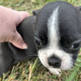 Alex - Black and white male Boston Terrier puppy in Spartanburg, South Carolina from Sassy Pap Farms