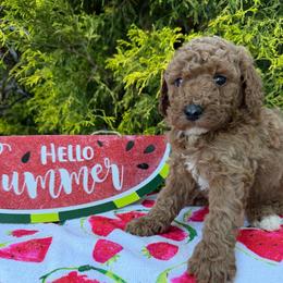 Cooper - Red male Labradoodle puppy in English, Indiana from Doodle Darlings