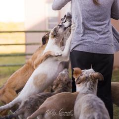 Borzoi Puppies from Rezance Borzoi