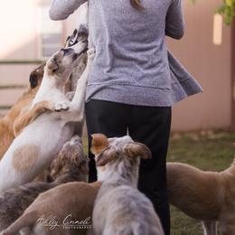 Borzoi Puppies from Rezance Borzoi