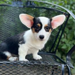 Navy Mismark - Black and white female American Corgi puppy in Hope, Arkansas from Foxy Knoll Farm