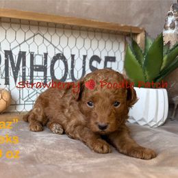 Topaz (yellow collar) - Apricot female Poodle puppy in Boyes, Montana from Strawberry Poodle Patch