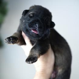 Xena - Sable female German Shepherd puppy in Coarsegold, California from Yosemite Shepherds