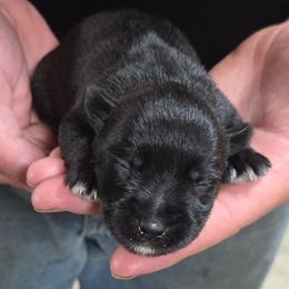 Cocoa Krispies - Black male Miniature Schnauzer puppy in Allison, Iowa from Firefly Stables