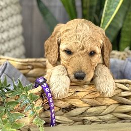 Violet - Goldendoodle puppy in Chelan, Washington from North Cascades Doodles