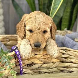 Violet - Goldendoodle puppy in Chelan, Washington from North Cascades Doodles