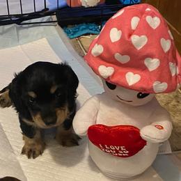 Pepe AKC full rights - Black and tan male Dachshund puppy in Elizabethtown, Kentucky from Teeny Tiny Puppy Tails