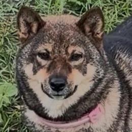 Kasmi (카스미) Mameshiba 🇰🇷 - Shiba Inu