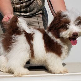 Havanese and Shih Tzu Puppies from Locust Creek Shih Tzu & Havanese