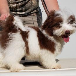 Havanese and Shih Tzu Puppies from Locust Creek Shih Tzu & Havanese