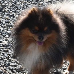 Pomeranians from High Rocking Pom Poms