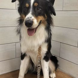 Australian Shepherds from The Aussie Family
