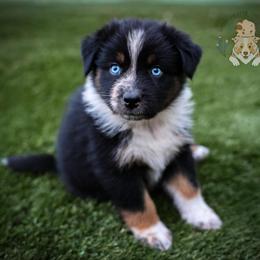 Roux - Black tri-color female Australian Shepherd puppy in Buena Vista, Colorado from Wigglebutts Unlimited