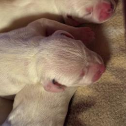 Male Picking Spot 5 - White and black male Dalmatian puppy in Hawkins, Texas from Snow Dalmatians