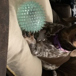 Hailey - Dachshund
