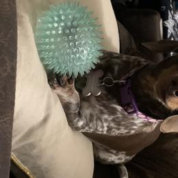 Hailey - Dachshund