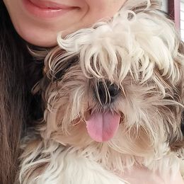 Churchie - Shih Tzu