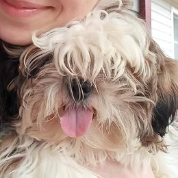 Churchie - Shih Tzu