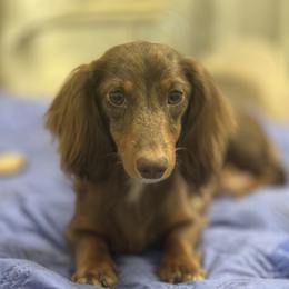 Kendra - Dachshund