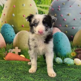 Honey Bee - Blue merle female Border Collie puppy in Avilla, Indiana from Borderline Kennels