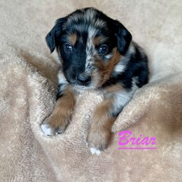 Briar - Blue merle female Australian Shepherd puppy in Dartmouth, Massachusetts from Tails of an Ausshole