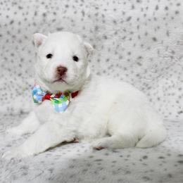 Lucy - White female Siberian Husky puppy in Lunenburg, Vermont from SNOW WOOLY HUSKY