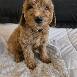 Honey - Red  female Goldendoodle puppy in Archbold, Ohio from Wurster's Mini Wee Doodles