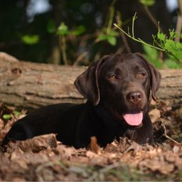 Santorini - Labrador Retriever