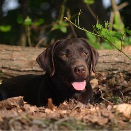Santorini - Labrador Retriever