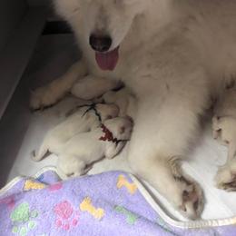 Samoyed Puppies from Cascade Samoyeds