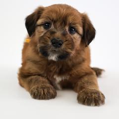 Assorted Doodle Crosses, Bernedoodle, Double Doodle, Goldendoodle, Labradoodle, and Whoodle Puppies from Our Little Farm Life Doodles