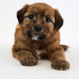 Assorted Doodle Crosses, Bernedoodle, Double Doodle, Goldendoodle, Labradoodle, and Whoodle Puppies from Our Little Farm Life Doodles