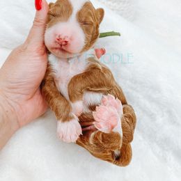 Cavapoo and Goldendoodle Puppies from Oh My Mini Doodle