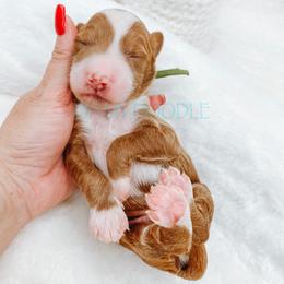 Cavapoo and Goldendoodle Puppies from Oh My Mini Doodle