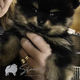 Pomeranian Puppies from Silver’s Reigning Heir Poms