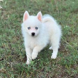 Arctica White Wolf Toy Perfection - White female Pomsky puppy in Perkins, Oklahoma from A-Dream Pomsky Kennel