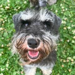 Mazikeen - Miniature Schnauzer