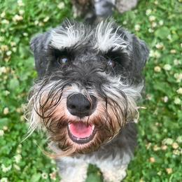 Mazikeen - Miniature Schnauzer