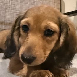 Medow - Cream female Dachshund puppy in Pacific, Washington from Han&Jan Doxie’s