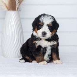 Bernedoodle Puppies from Pawsh Bernedoodles
