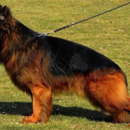 German Shepherd puppies from Fancy GSDs LLC