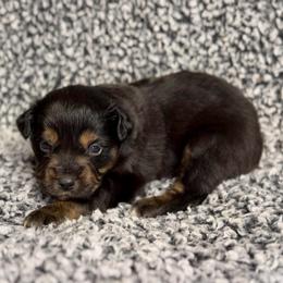 Tater - Black tri female Miniature Australian Shepherd puppy in Michie, Tennessee from Acton Aussies