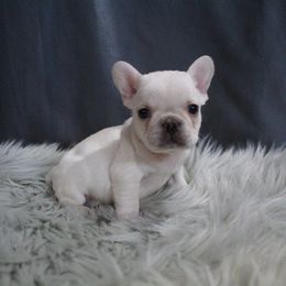 Boxer, Bulldog, and French Bulldog Puppies from Hillview Kennels