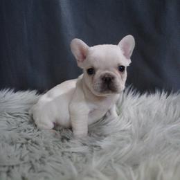 Boxer, Bulldog, and French Bulldog Puppies from Hillview Kennels