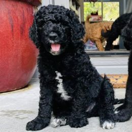 Goldendoodles from Ruby’s Goldendoodles
